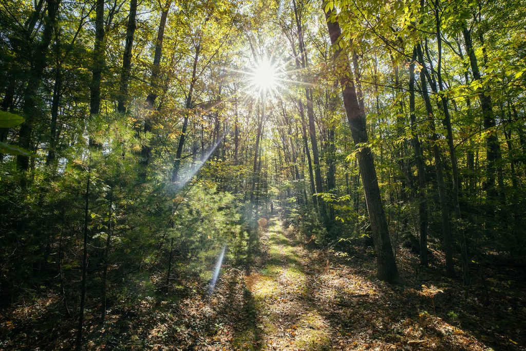 The Forest for the Trees: exploring the interplay of art, history, and science at Harvard Forest