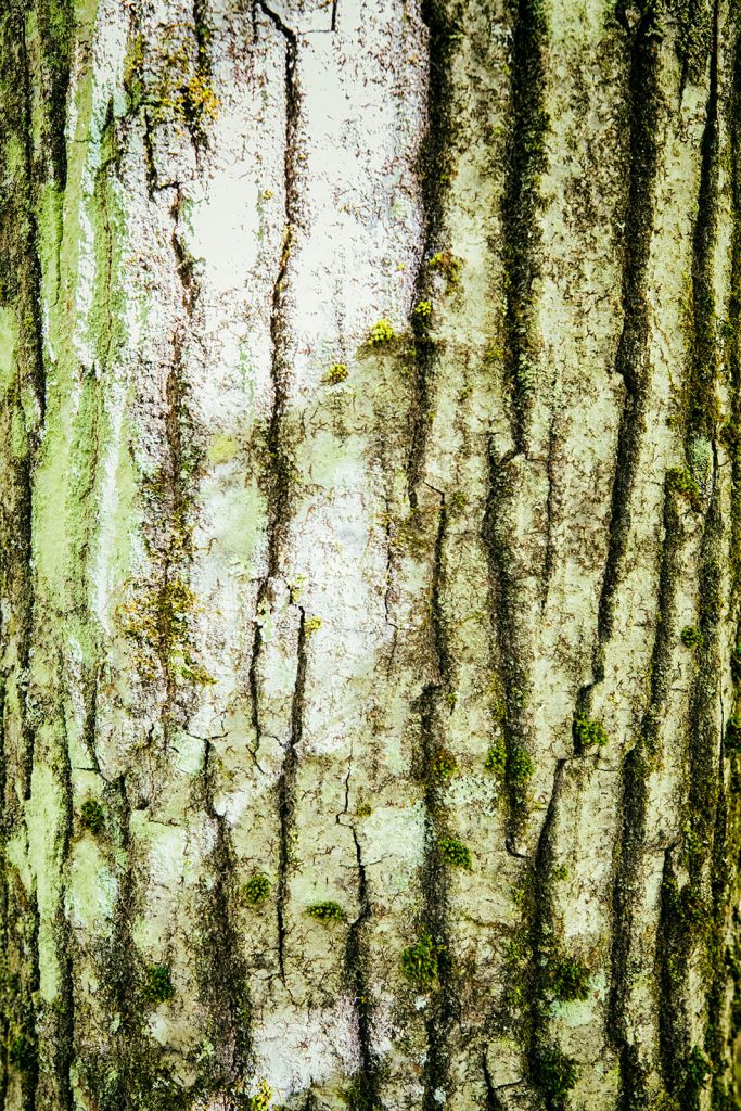 Lichens