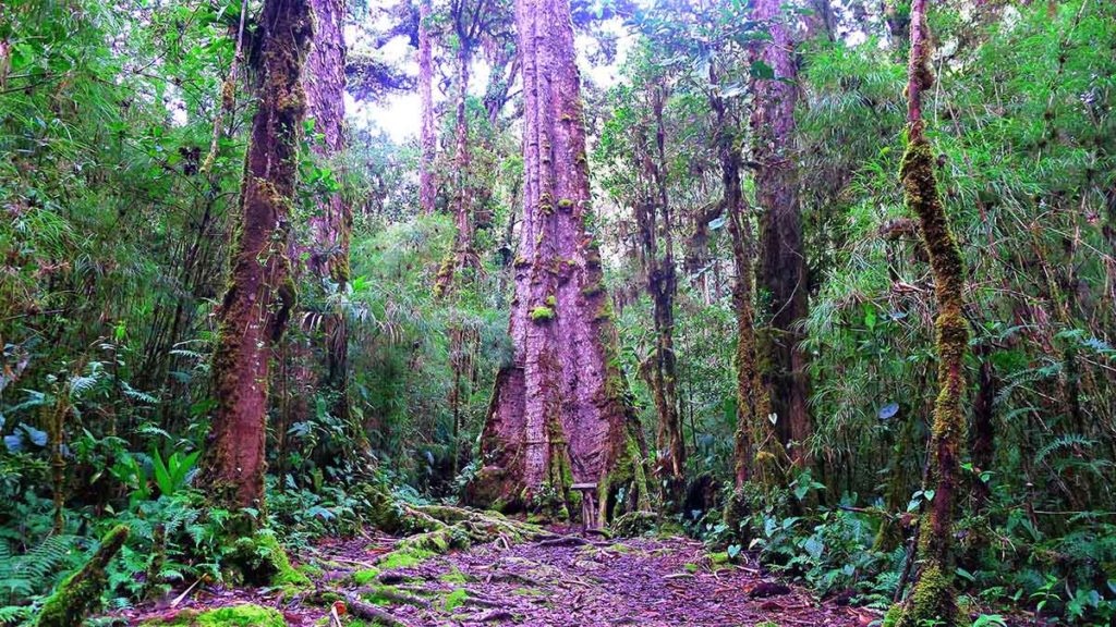 Virtual Public Lecture: David Moreno Mateos, “How ecosystems recover from ancient human impacts”