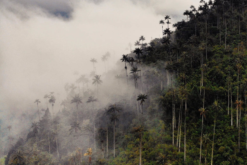 From Humboldt to Caldas: Environmental Liberations through Tropical Altitudes