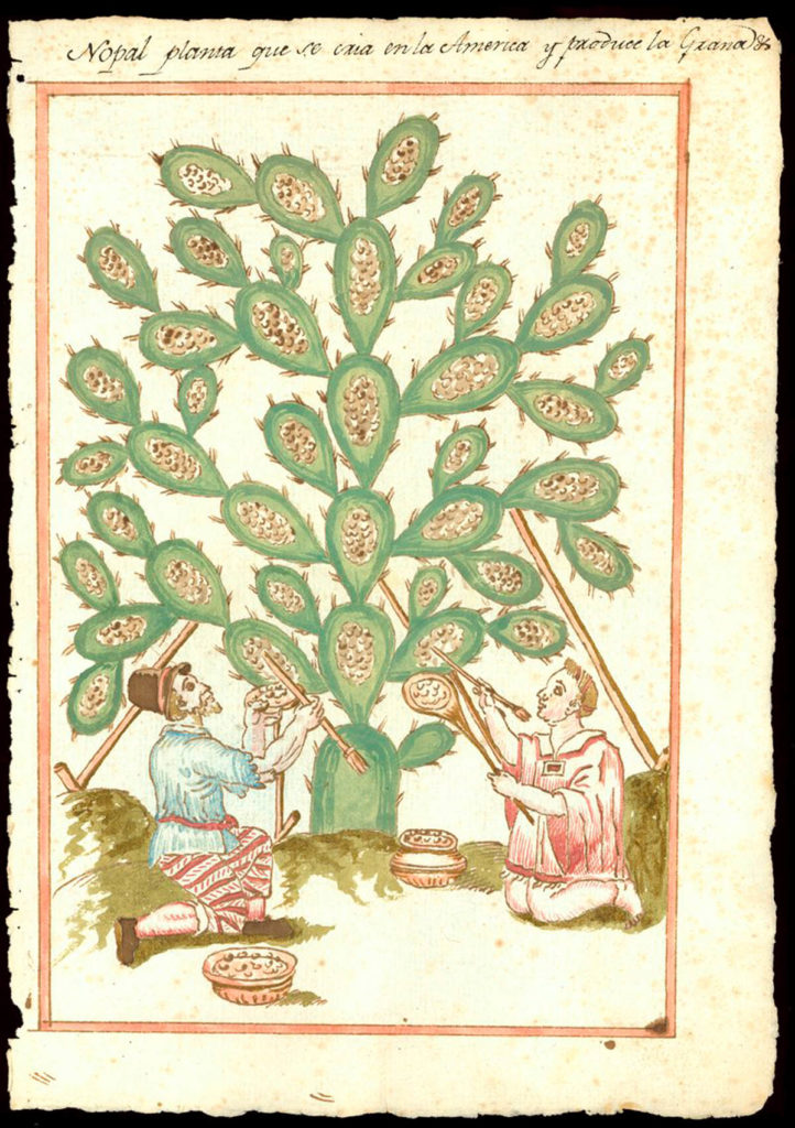 Daniela Bleichmar, “The history of cochineal and the changing value of Mexican indigenous environmental knowledge, ca. 1500–1800”
