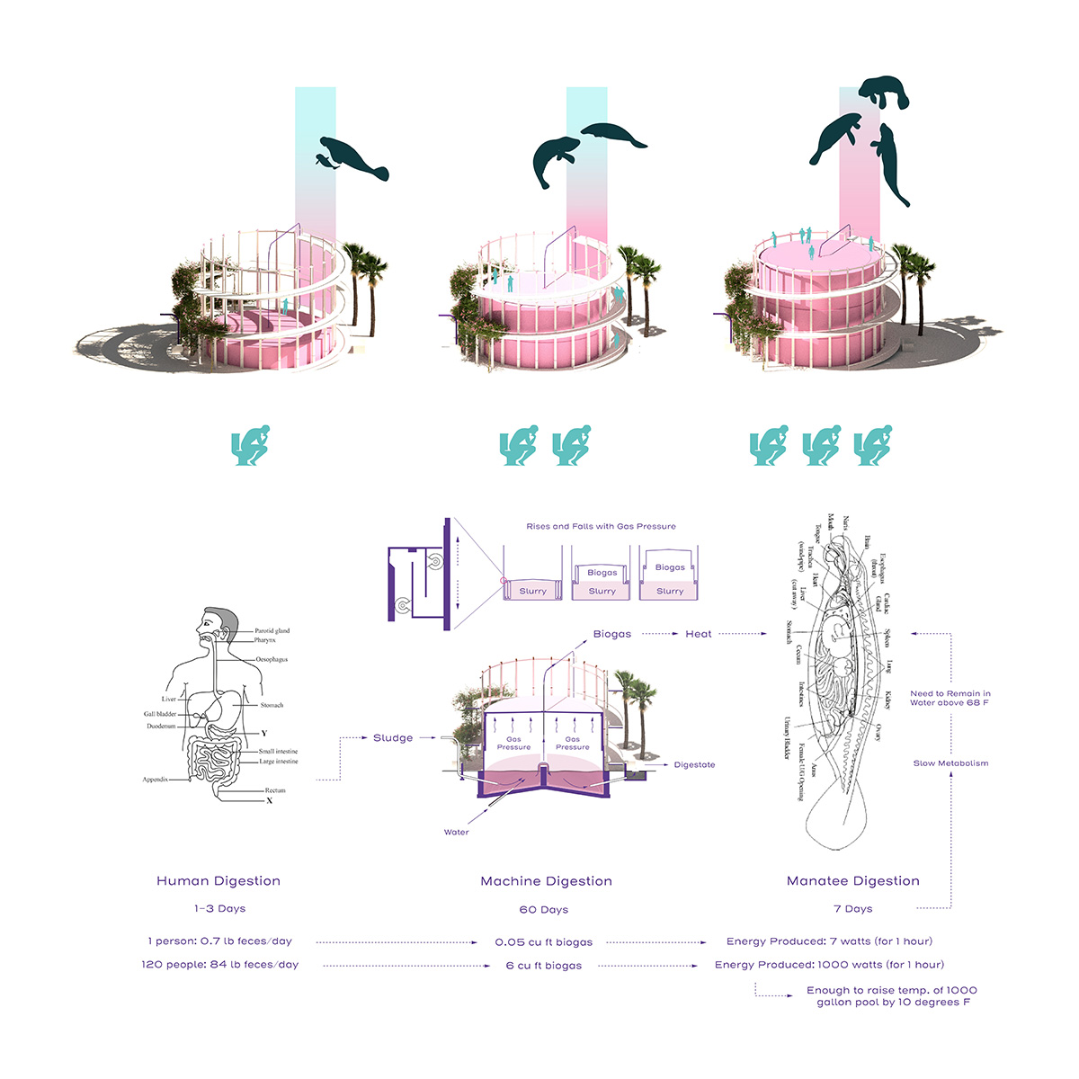 Diagram that compares the "digestion" process of the machine to human and manatee digestion