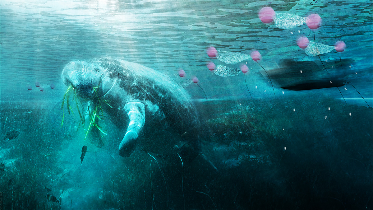 Manatees underwater munching on grass