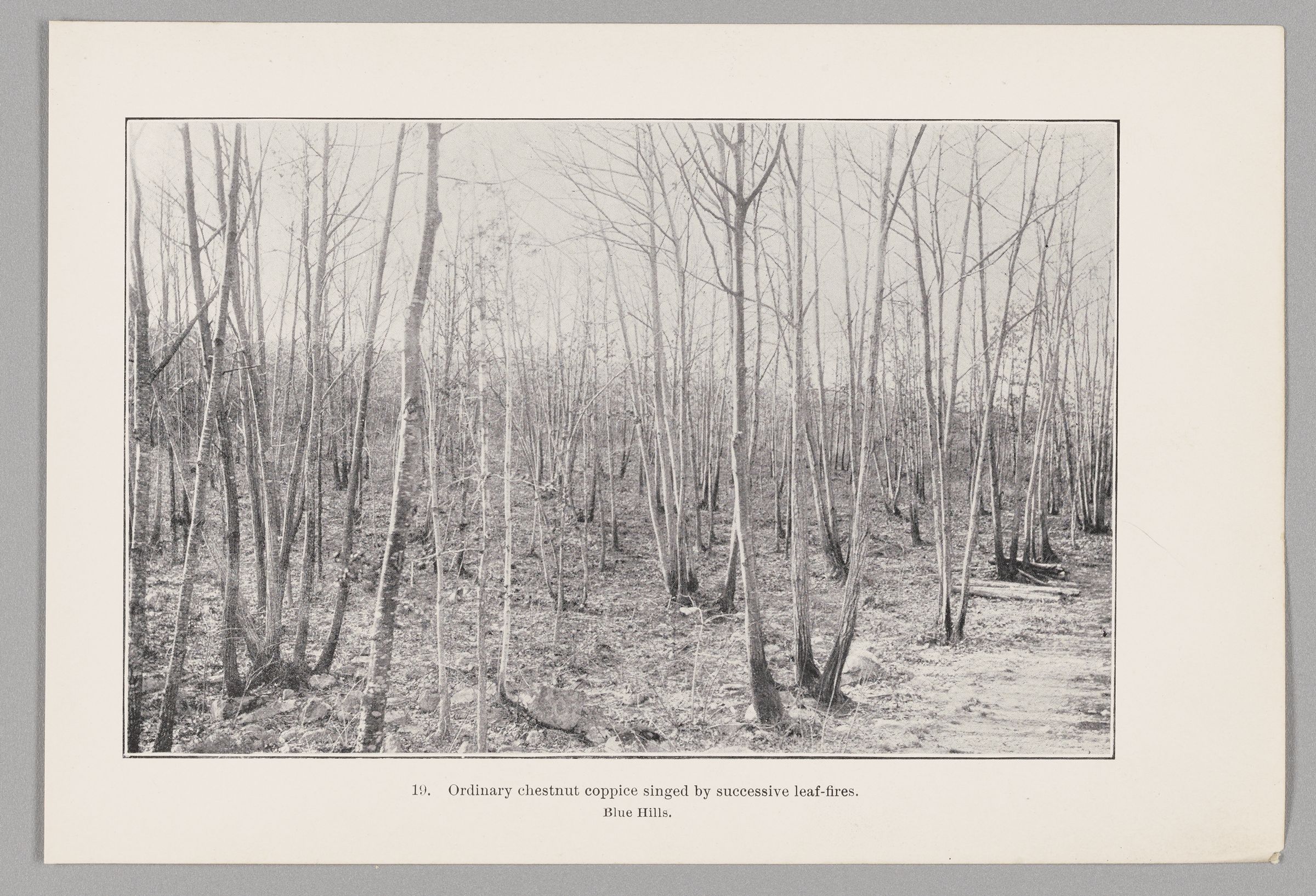 coppiced trees singed at the base
