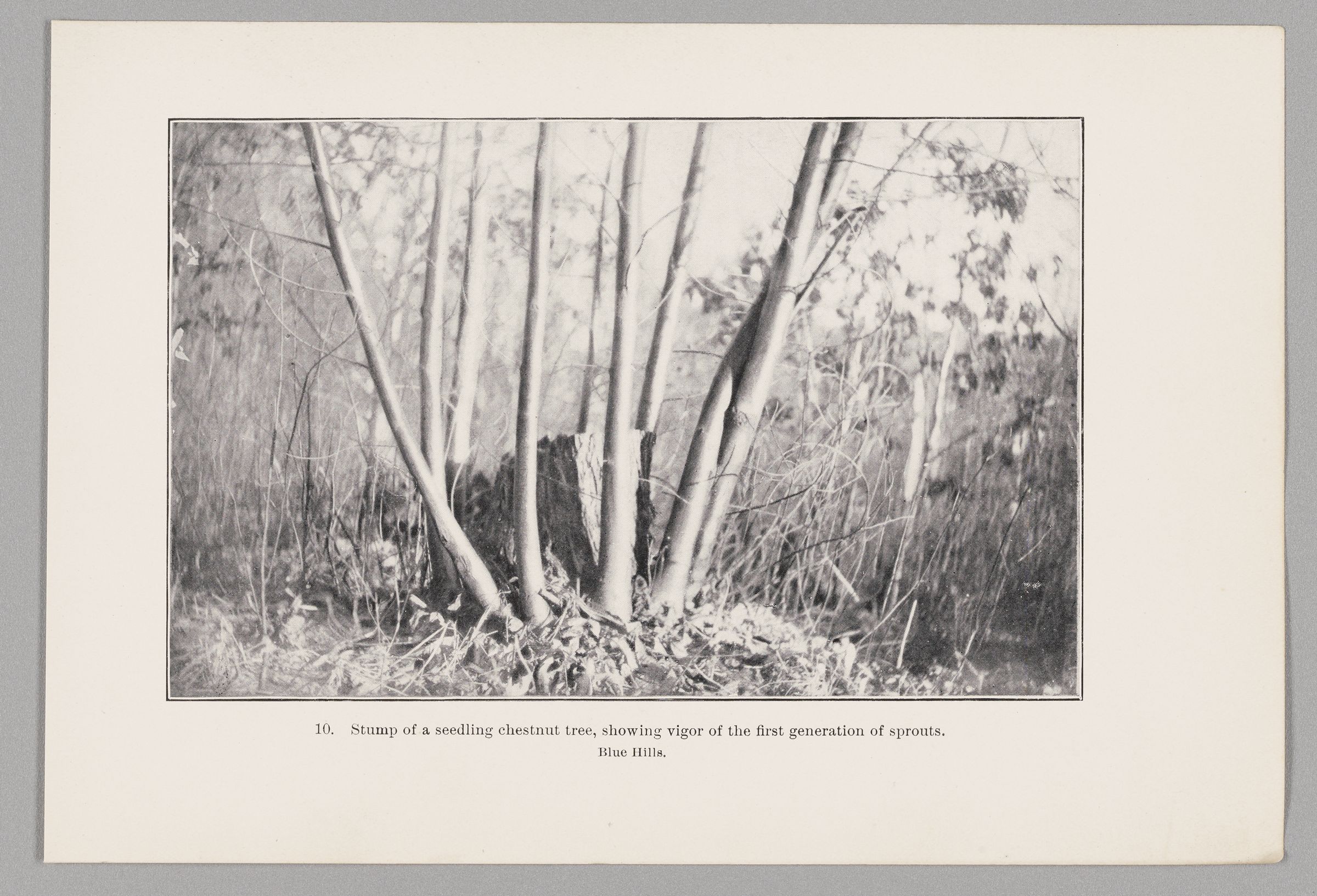 coppiced stump with shoots