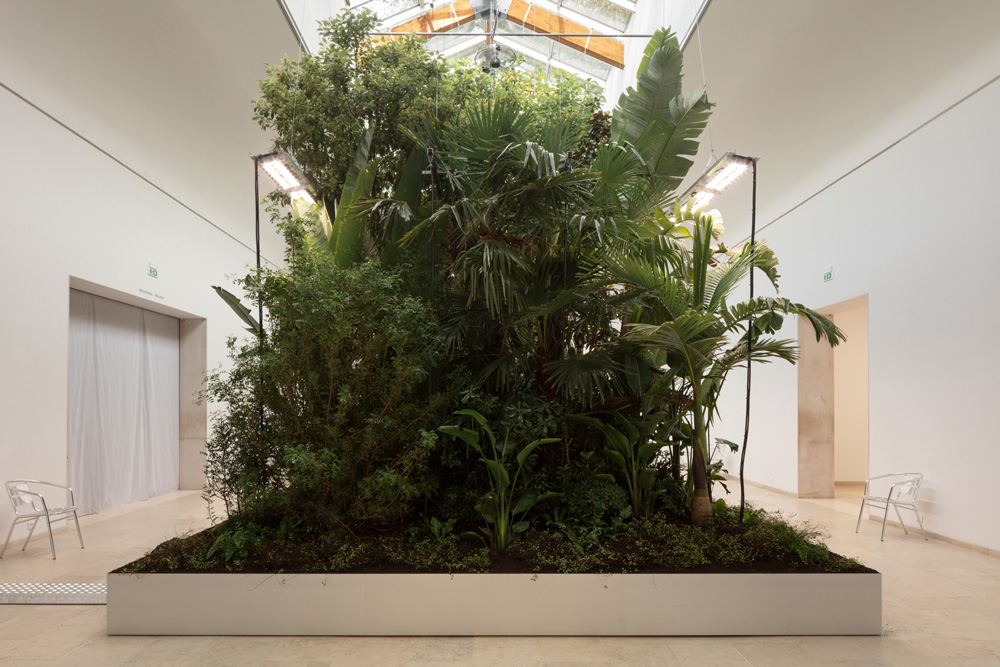 Large plants in middle of white room.